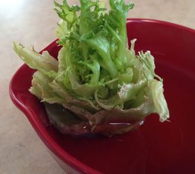 celery on your windowsill lettuce rejoice, diy, gardening