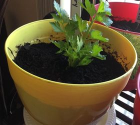 celery on your windowsill lettuce rejoice, diy, gardening