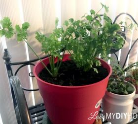 celery on your windowsill lettuce rejoice, diy, gardening