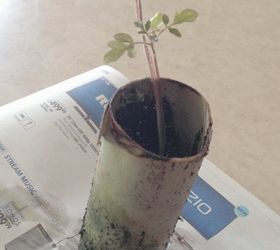pop bottle greenhouse w t paper seedlings, container gardening, gardening, how to, repurposing upcycling