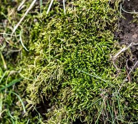 moss inspired mini garden centerpiece, crafts, gardening, home decor