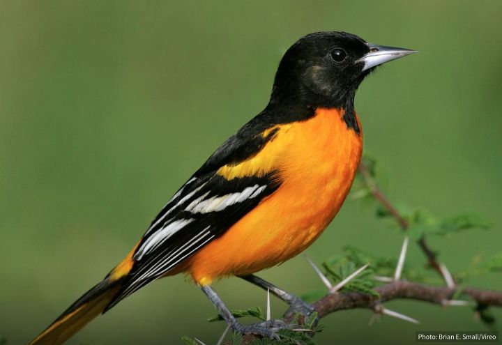8 tips to attract orioles to your yard hometalk 8 tips to attract orioles to your yard hometalk