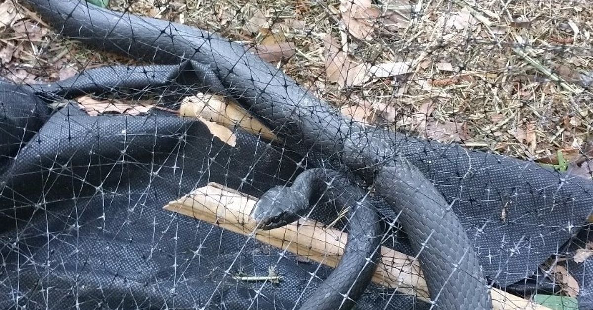 Will moth balls ward off snakes? | Hometalk