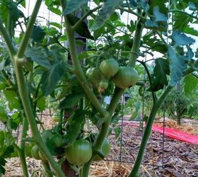 The Easiest Ways to Grow a Bumper Crop of Tomatoes Hometalk
