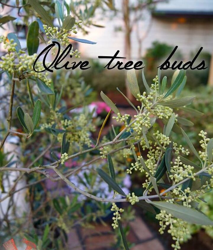 Small Front Yard and Big Ideas!! | Hometalk