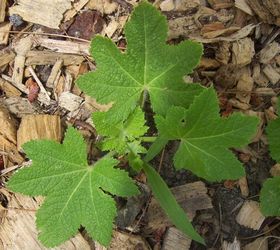 Can anyone identify these unknown plants? Hometalk