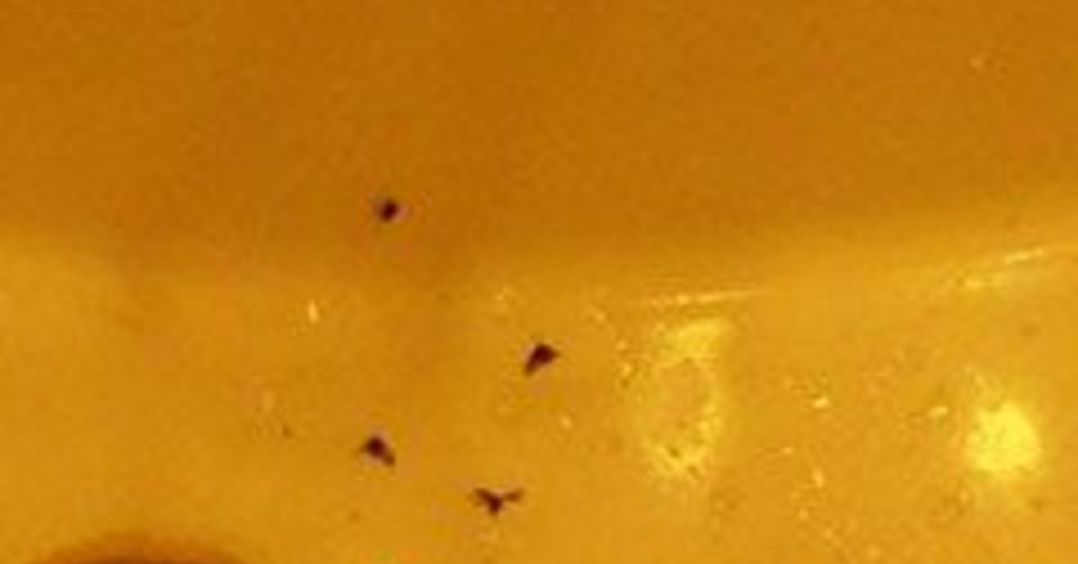 How Do You Get Rid Of Sink Drain Flies Hometalk