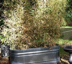 Reviving Bamboo Hometalk