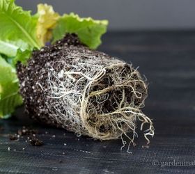 moss inspired mini garden centerpiece, crafts, gardening, home decor