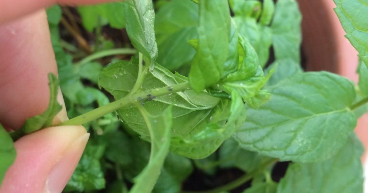 Pennlive Flies on mint plant