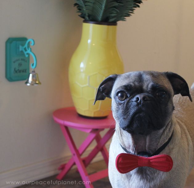how to potty a pug puppy posh potty bell hometalk how to potty a pug puppy posh potty bell hometalk