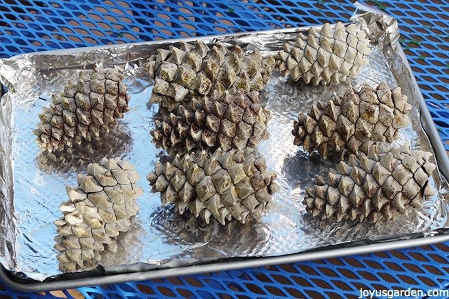 How To Make Pine Cones Open Naturally How To Make Pine Cones Open Naturally