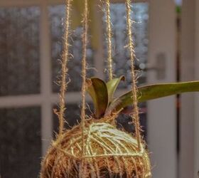 Hanging Orchid Stepbystep Hometalk