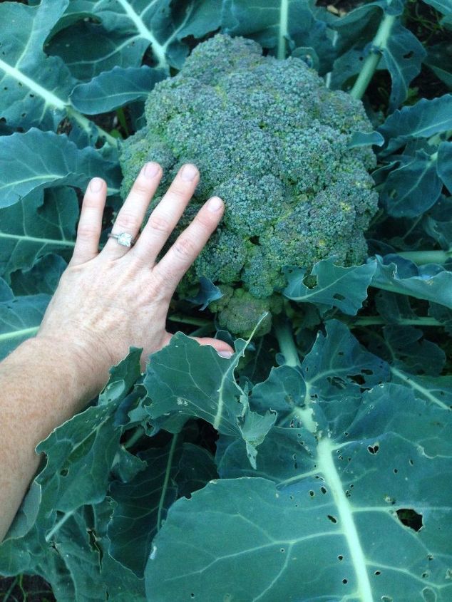 why you absolutely must do a no till garden