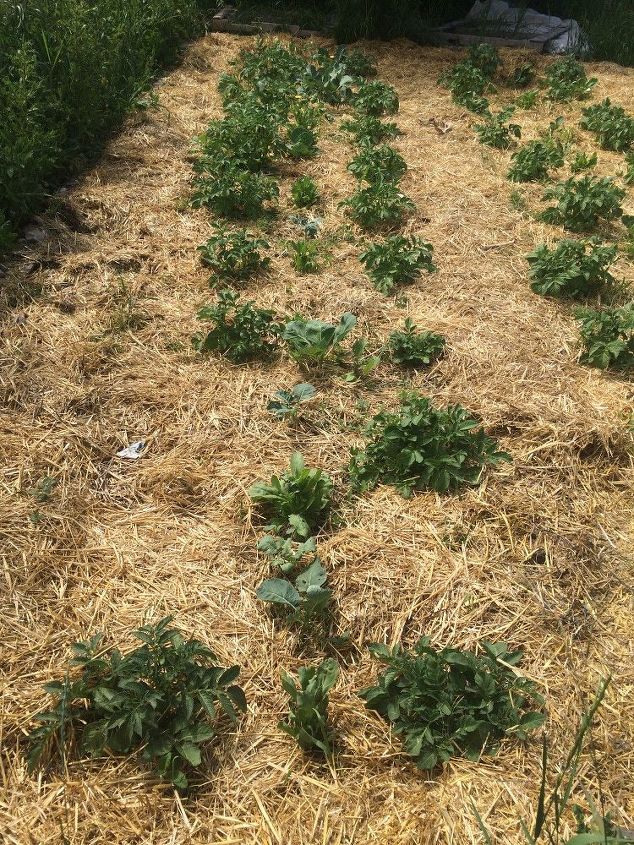 why you absolutely must do a no till garden