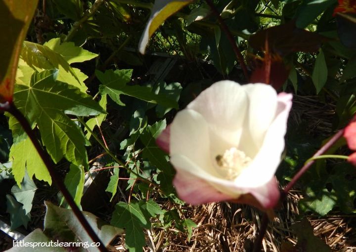 how to make your own yarn out of home grown cotton
