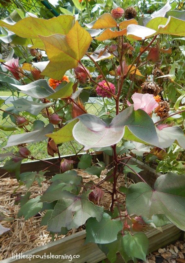 how to make your own yarn out of home grown cotton