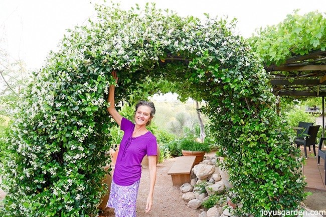 a versatile plant how to care for grow star jasmine