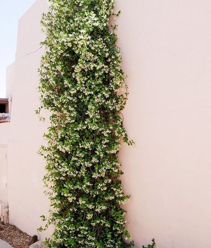 a versatile plant how to care for grow star jasmine