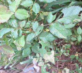 Help There Are White Spots On My Rose Bush Hometalk 