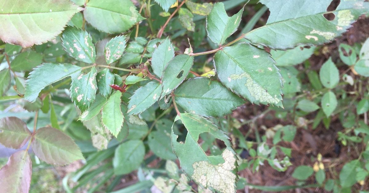 White Spots On Rose Bush Jpgsizex White Spots On Rose Bush Jpgsizex
