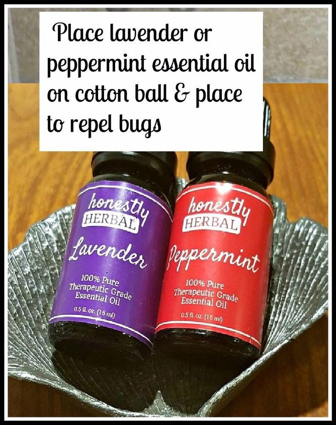bugs bug remedies repel tell natural oil peppermint keep balls lavender cotton ball ants hometalk points entry place