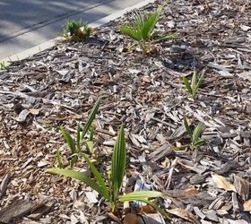 How to kill palm tree "saplings"? Hometalk