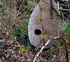 spring is on the way, gardening, Ninebark Coppertina leafing out and a concrete birdhouse