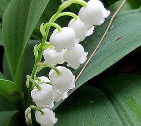 happy mother s day garden tour, gardening, Lily of the Valley