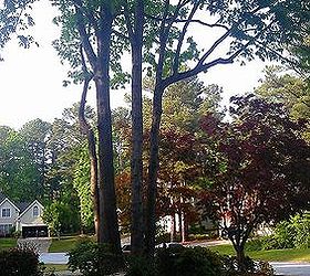 feeling a little melancholy watching trees come down, gardening, AFTER It s going to take some getting used to Can t say I love it