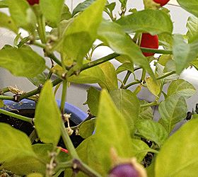 pepper plant update, gardening, Close up of some peppers