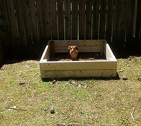 raised garden beds, diy, gardening, raised garden beds, woodworking projects, My helper