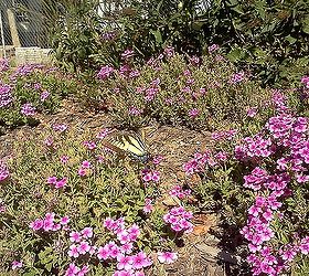 of children curiosity and creating a new generation of earth stewards, flowers, gardening, butterflies butterflies and more butterflies