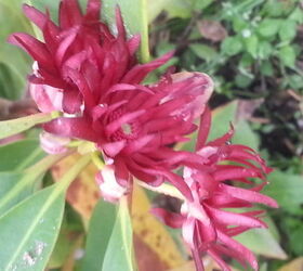things are looking brighter, gardening, landscape