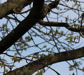 too many birds to count, pets animals, Two came back haven t seen the females yet