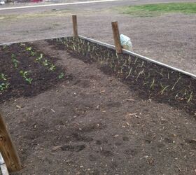 vegetable gardening, gardening, Green and Red onions planted 2 18 2013