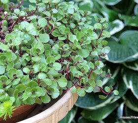 birdbaths aren t just for birds anymore, gardening, repurposing upcycling, Red Carpet Sedum