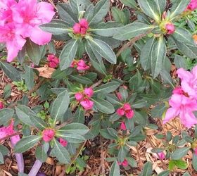 another garden area, gardening, By the way I woke up to blooms on my Encore Sangria azalea