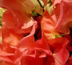 diy april showers gathering vase bouquet, flowers, gardening, home decor, Sweet Peas