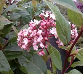 itching for spring plant id contest, gardening, 4