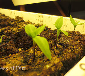 using a soil blocking tool for easy seed starting, container gardening, gardening, tools, When the seedlings are ready to be potted the blocks lift right out of the tray Simple