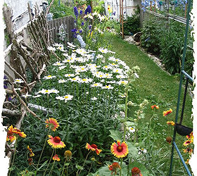 little city garden before and afters, flowers, gardening, perennials, ponds water features, raised garden beds, urban living, Year 2 Here s the same side garden area two years later I fell inn love with daisies which loved the clay soil