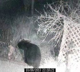wildlife bear 2, pets animals