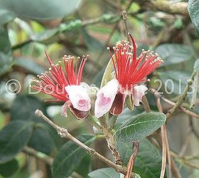 onward spring, gardening, I bought a Feijoa sellowiana standard to go right next to my patio a couple of years ago and it really struggled for awhile But finally blooms