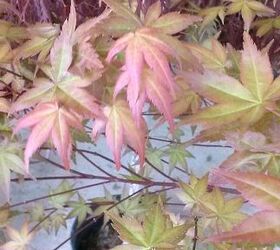 my love affair, gardening, Shindoshjo