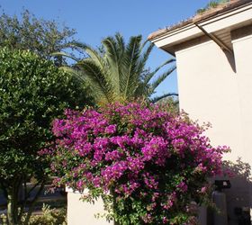 new sims landscape photos, gardening, landscape, Bougaianvillea loves full sun