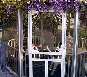 spring blooms, gardening, Spring blooming wisteria crowning the gazebo