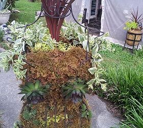 garden diva chick, flowers, gardening, succulents