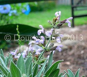 my garden s got the blues and purples, gardening, Blooms on culinary salvia Salvia officinalis