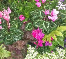 pics from 2013 southeastern flower show in atlanta, flowers, gardening